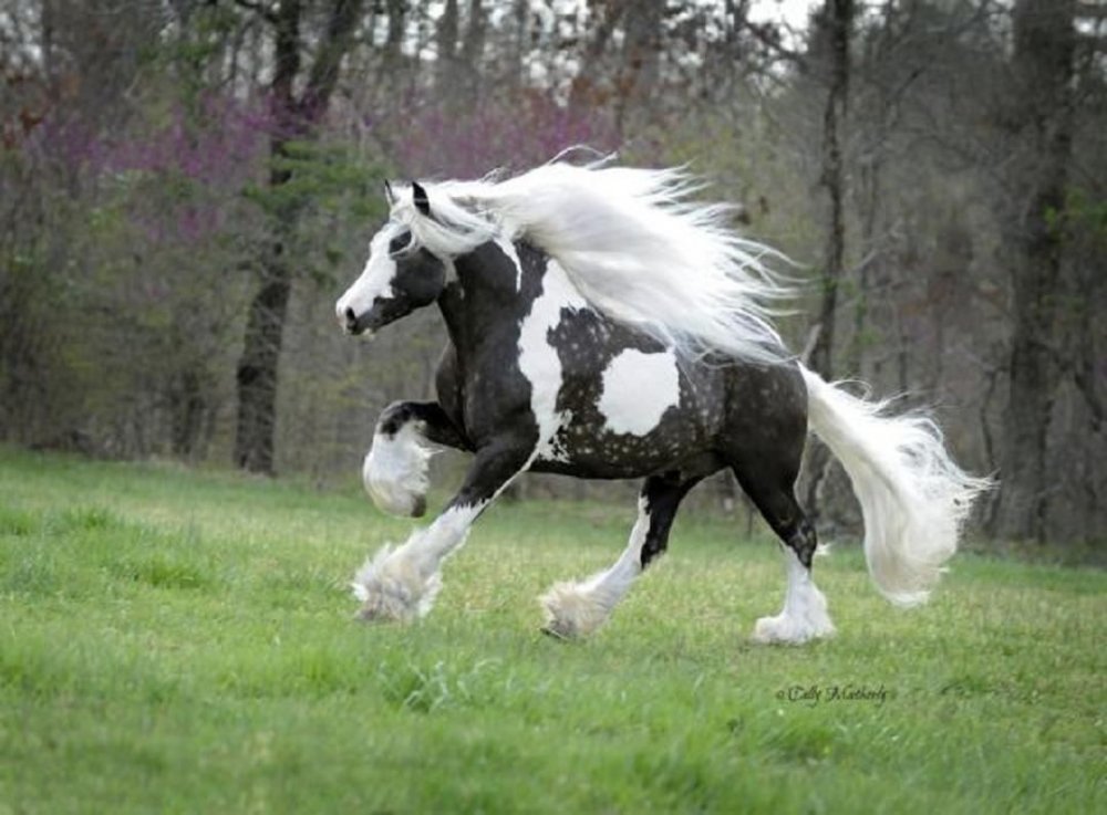 Пегая Фризская лошадь