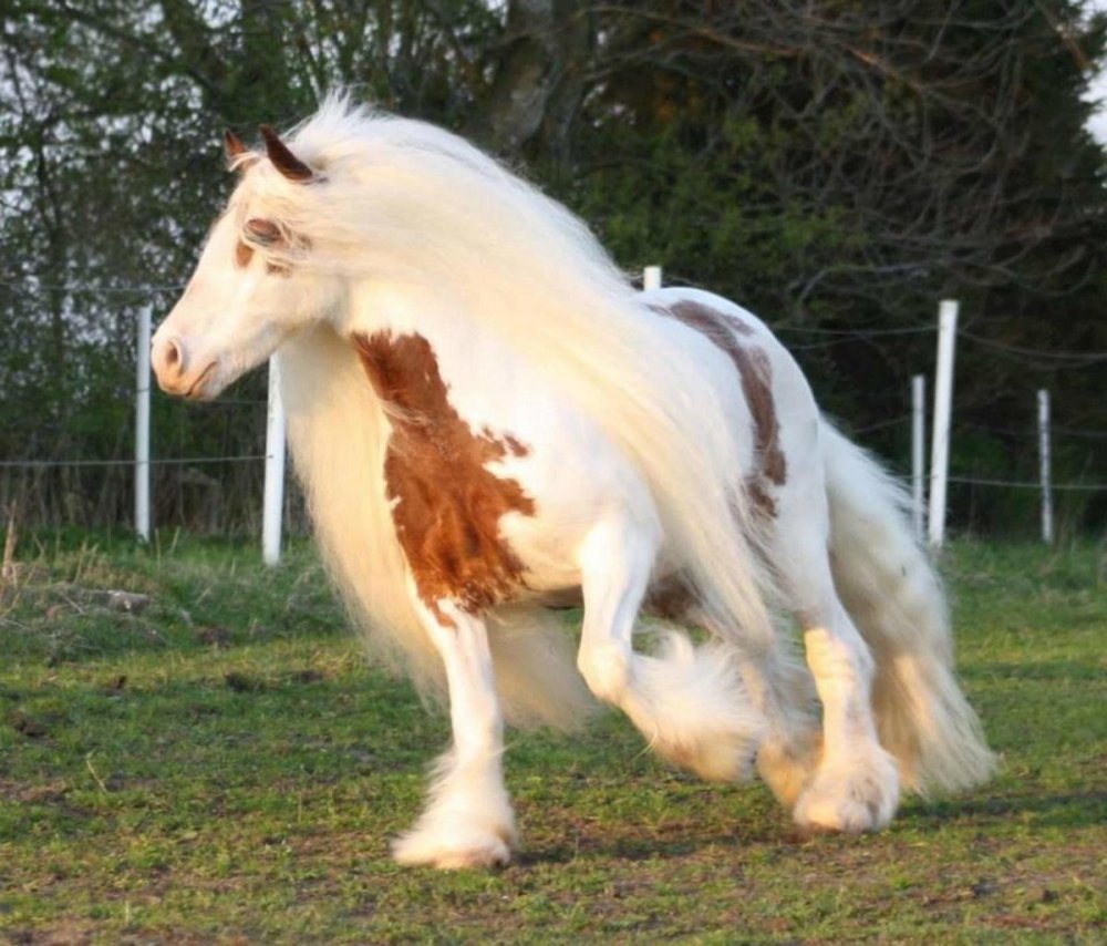 Цыганская упряжная лошадь