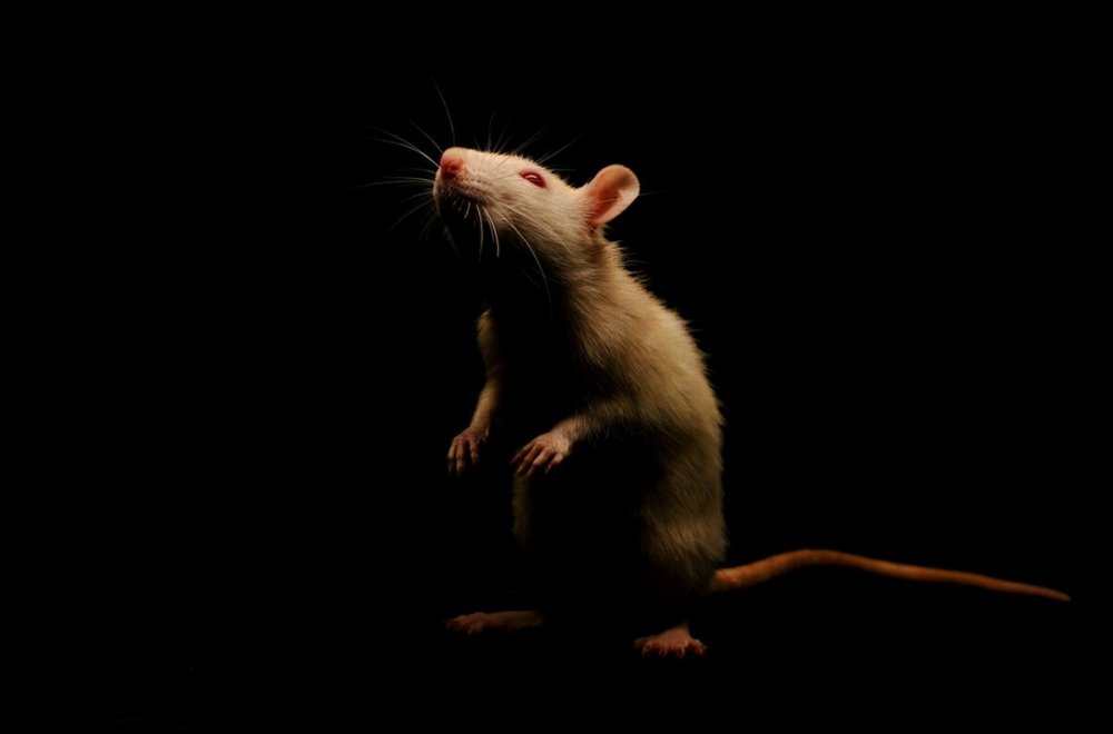Крыса на темном фоне
