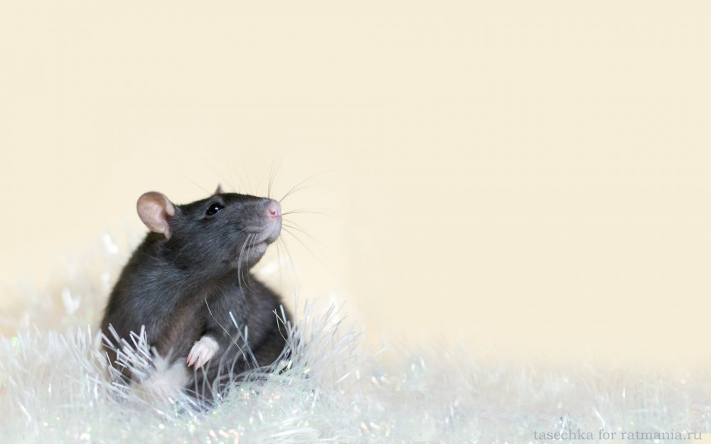 Мышь Минимализм