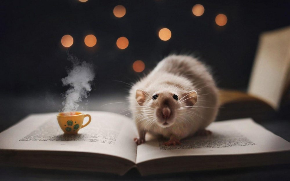 Крыса с книгой