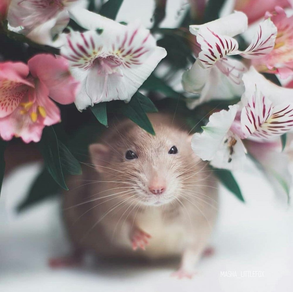 Крыса с цветами