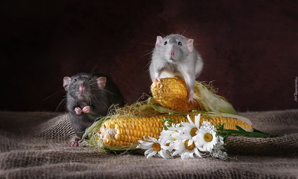 Фотосессия с крысой