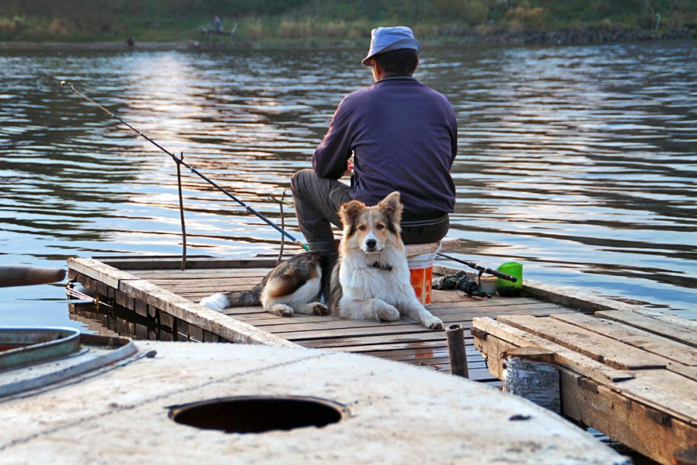 Пес на рыбалке
