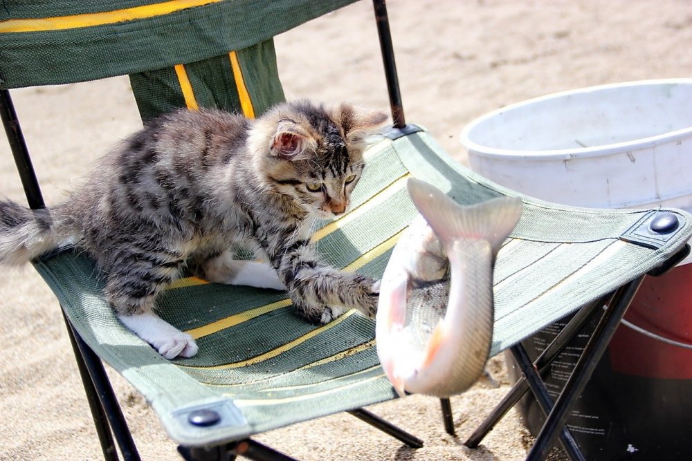 Кошка для рыбалки