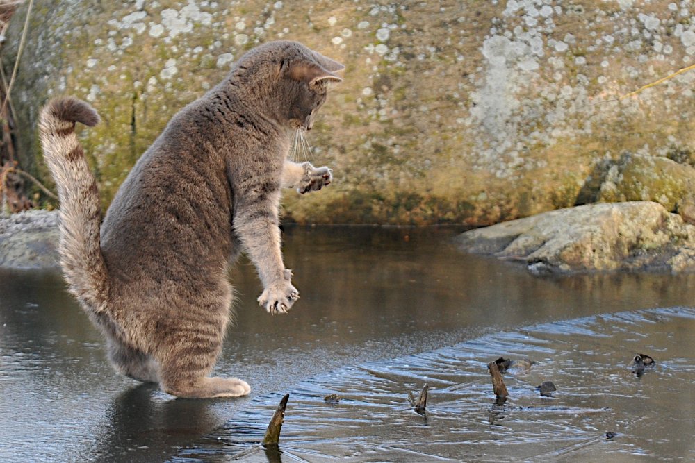Кот ловит рыбу