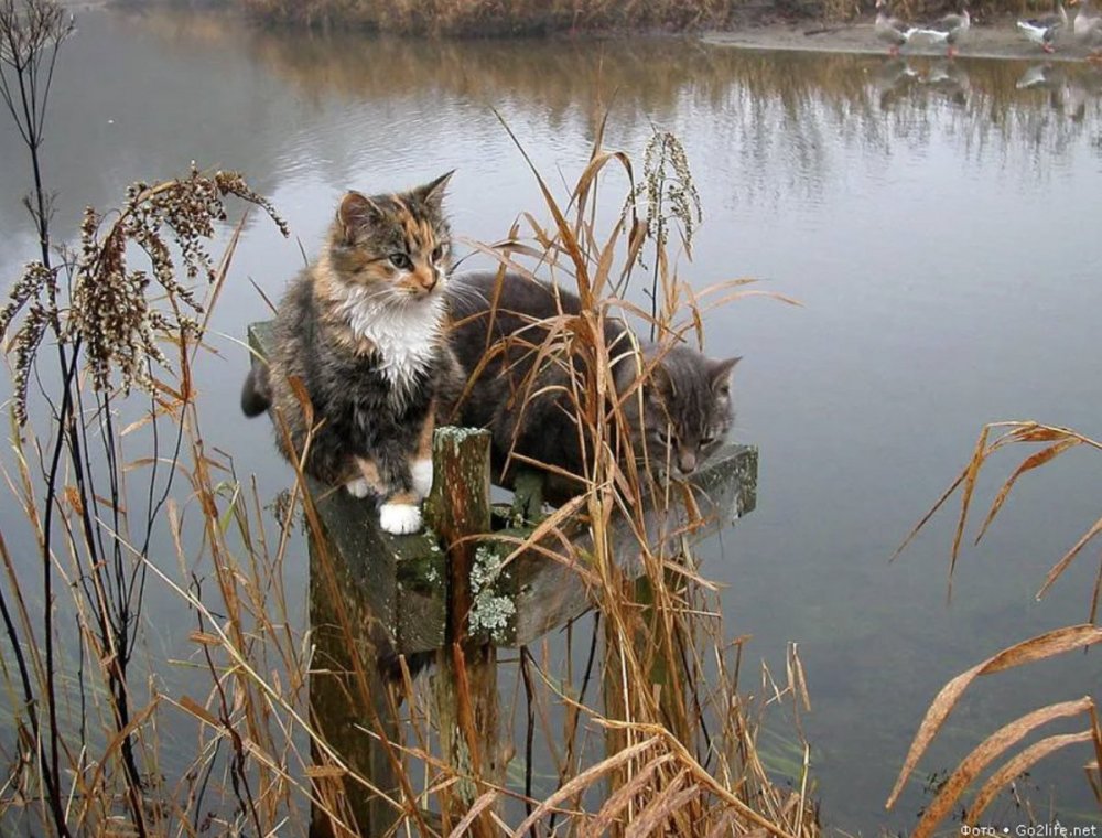 Кошка у реки