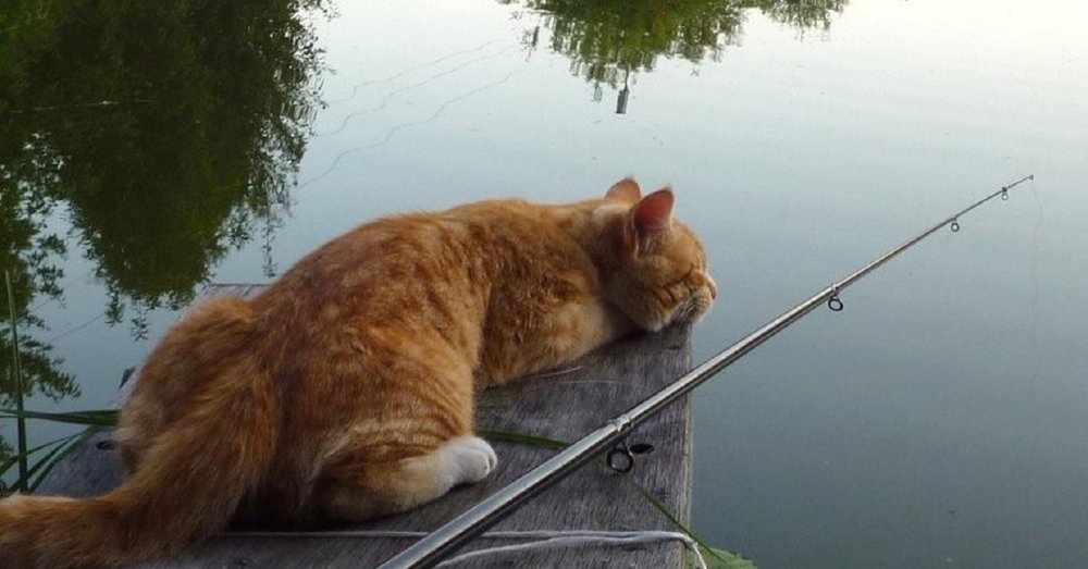 Рыжий кот с рыбой