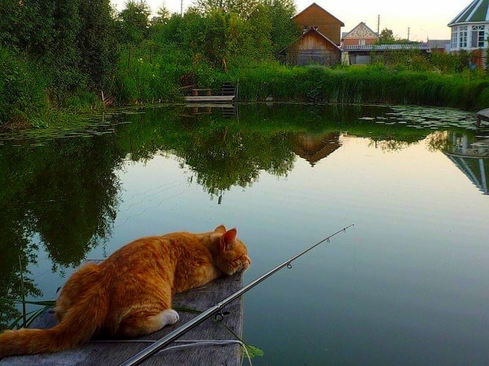 Ловись рыбка большая и маленькая