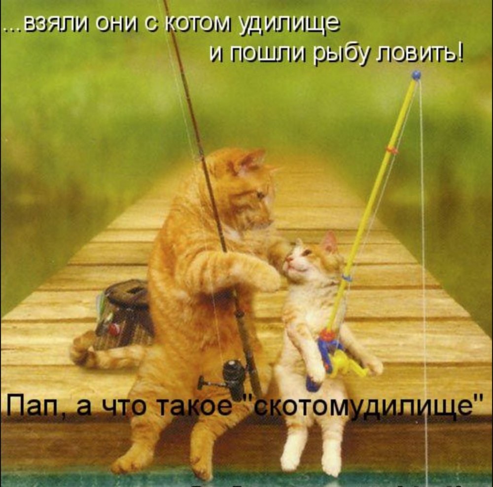 Питерские коты Татьяны Родионовой