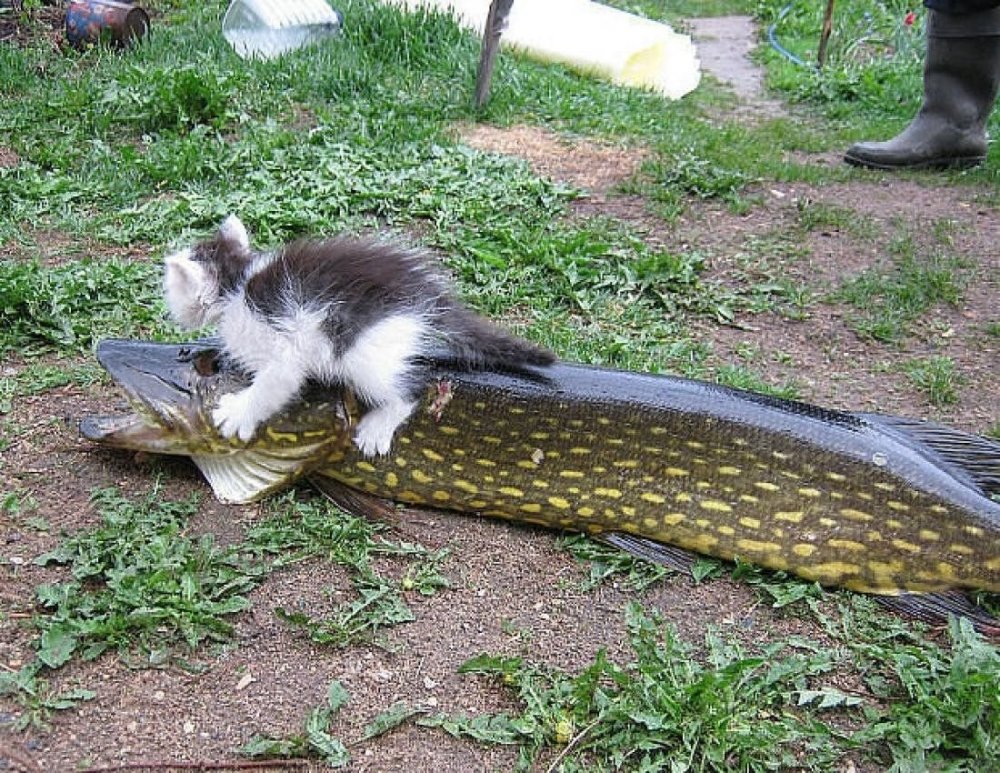 Кот несет рыбу