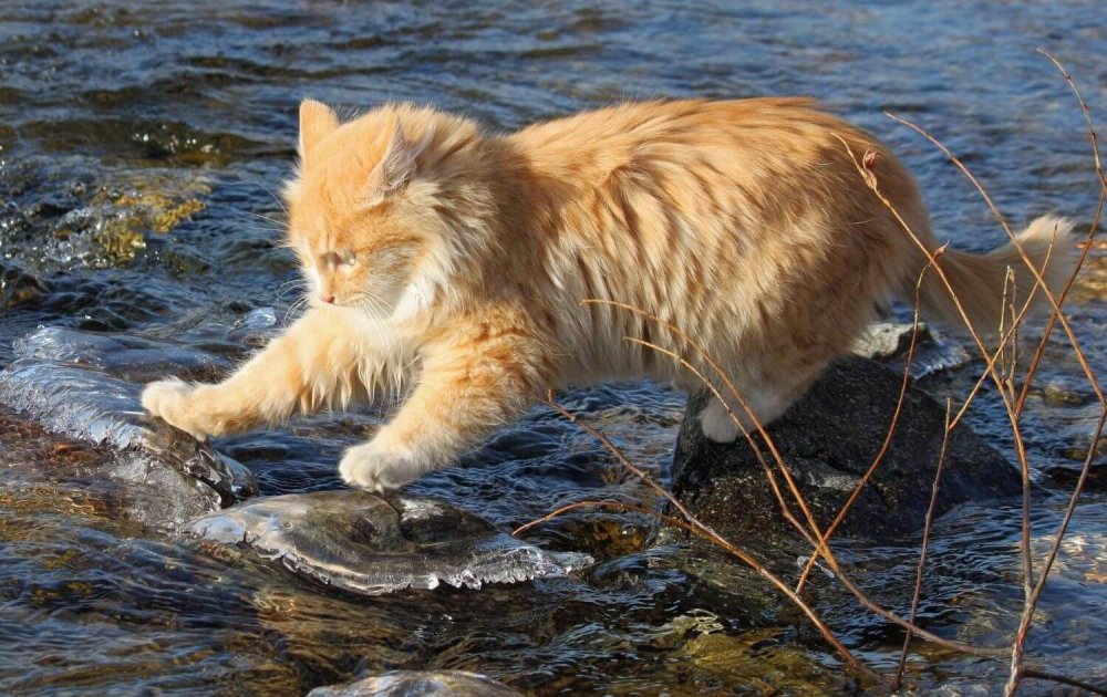 Кот на рыбалке