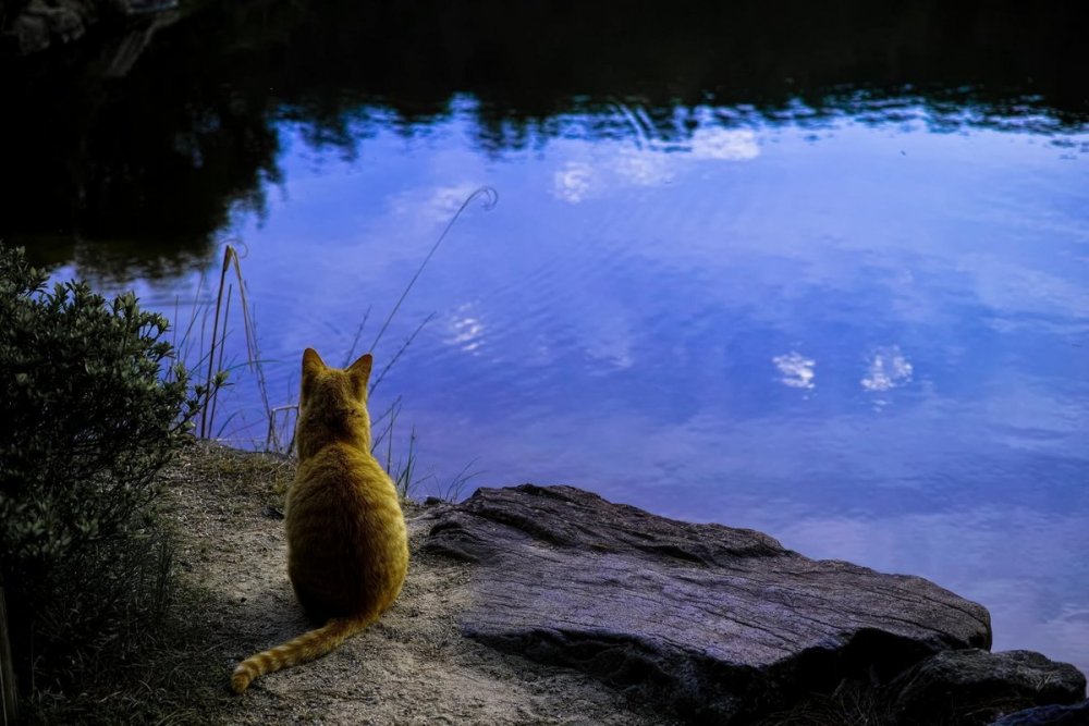 Кошка у реки