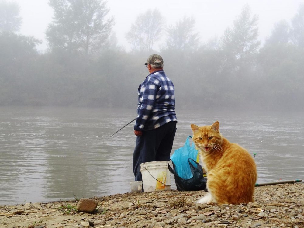 Рыжий кот на рыбалке