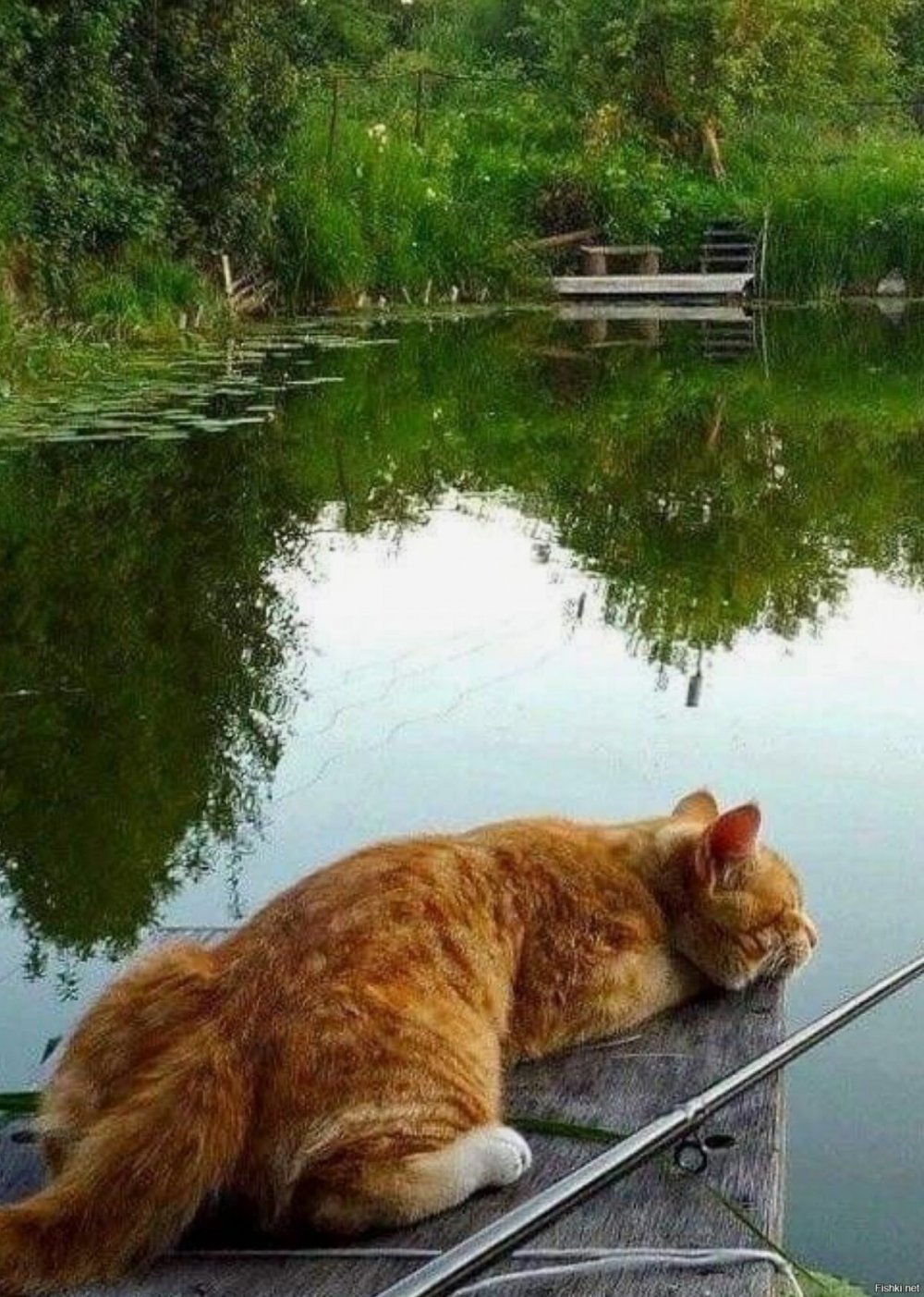 Кошка для рыбалки