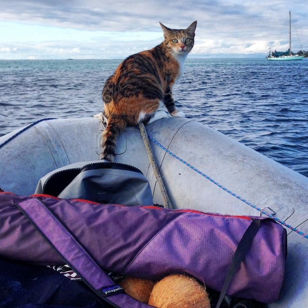 Кот в лодке