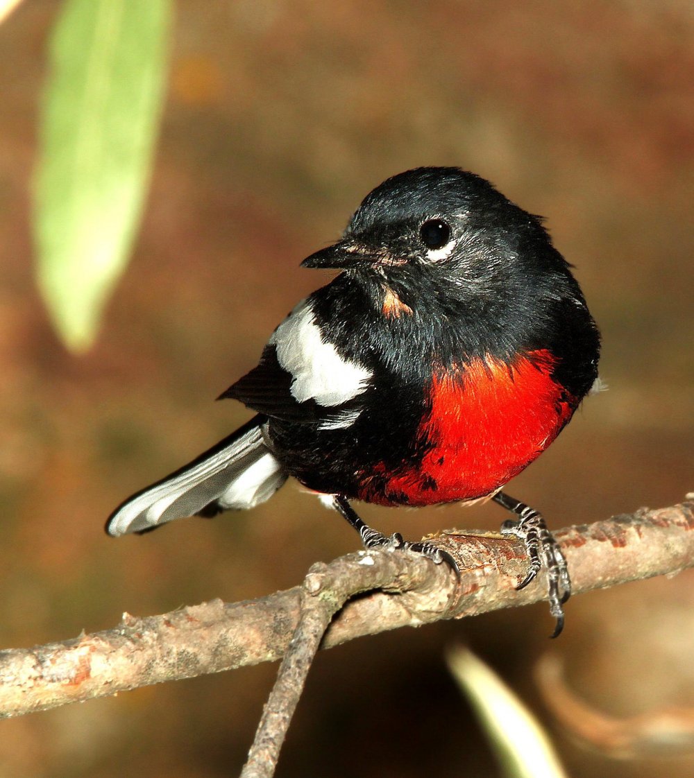 Черная птица с красным хвостом