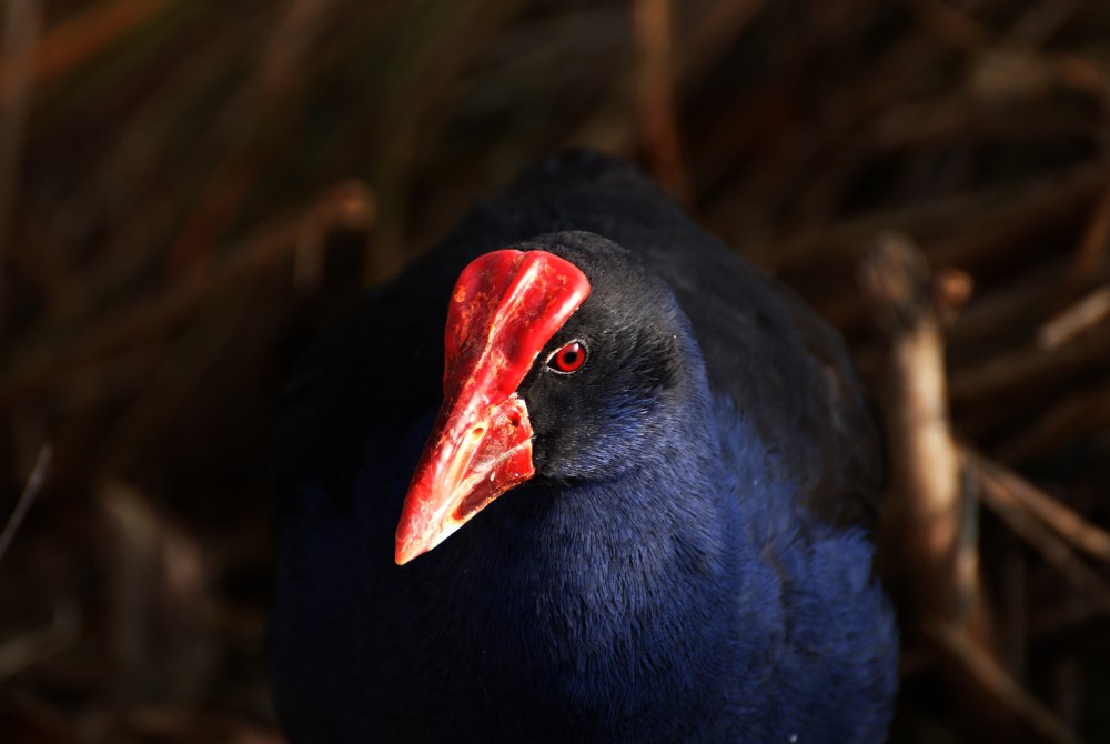 Черная птица с красным клювом