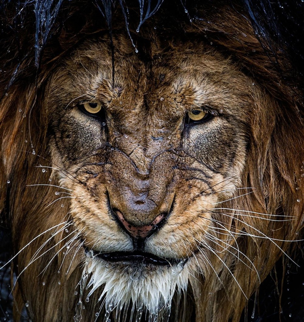 Картинки Льва на аву