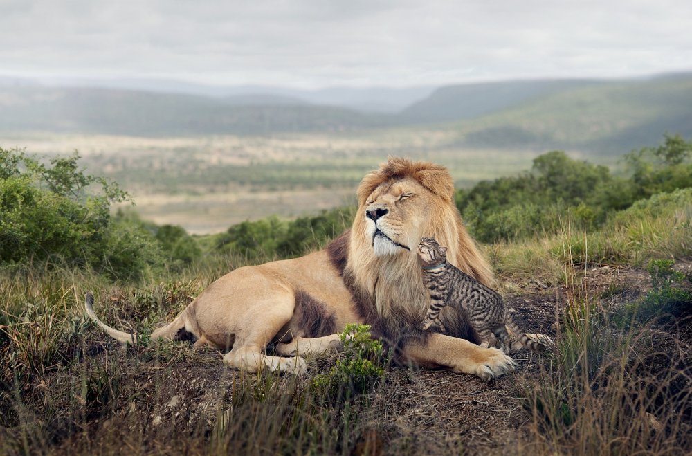 Львы в дикой природе