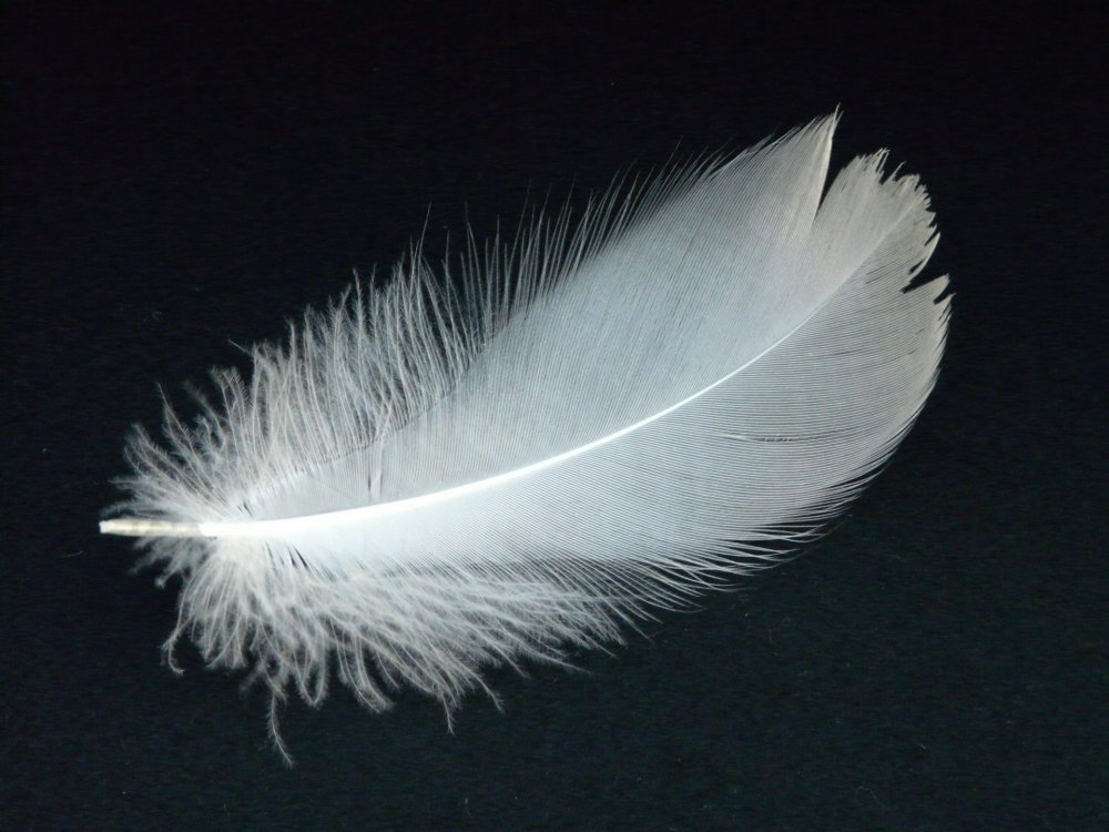 White Feather 203