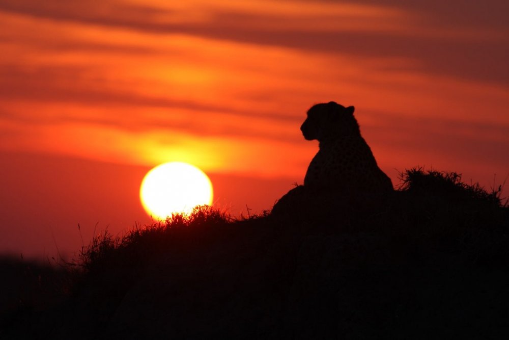 Львица на Восходе солнца