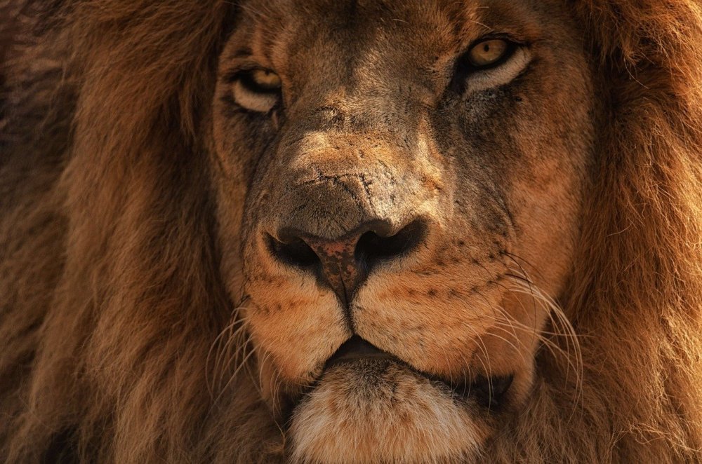 Взгляд Льва