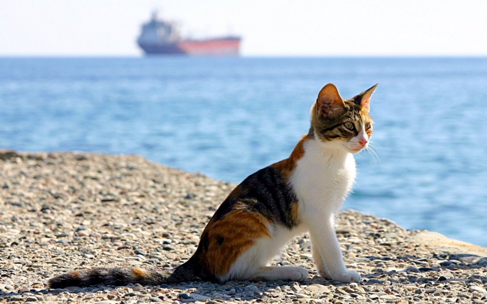 Кот на пляже