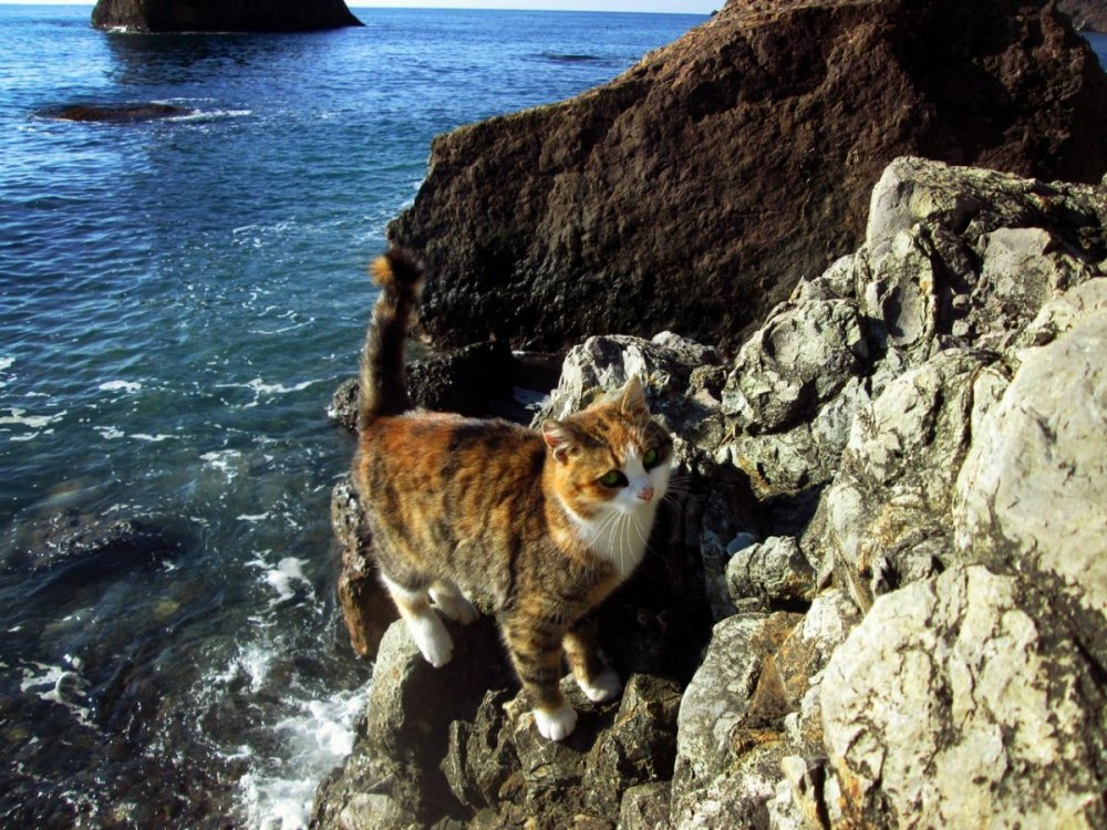 Крым, море, коты