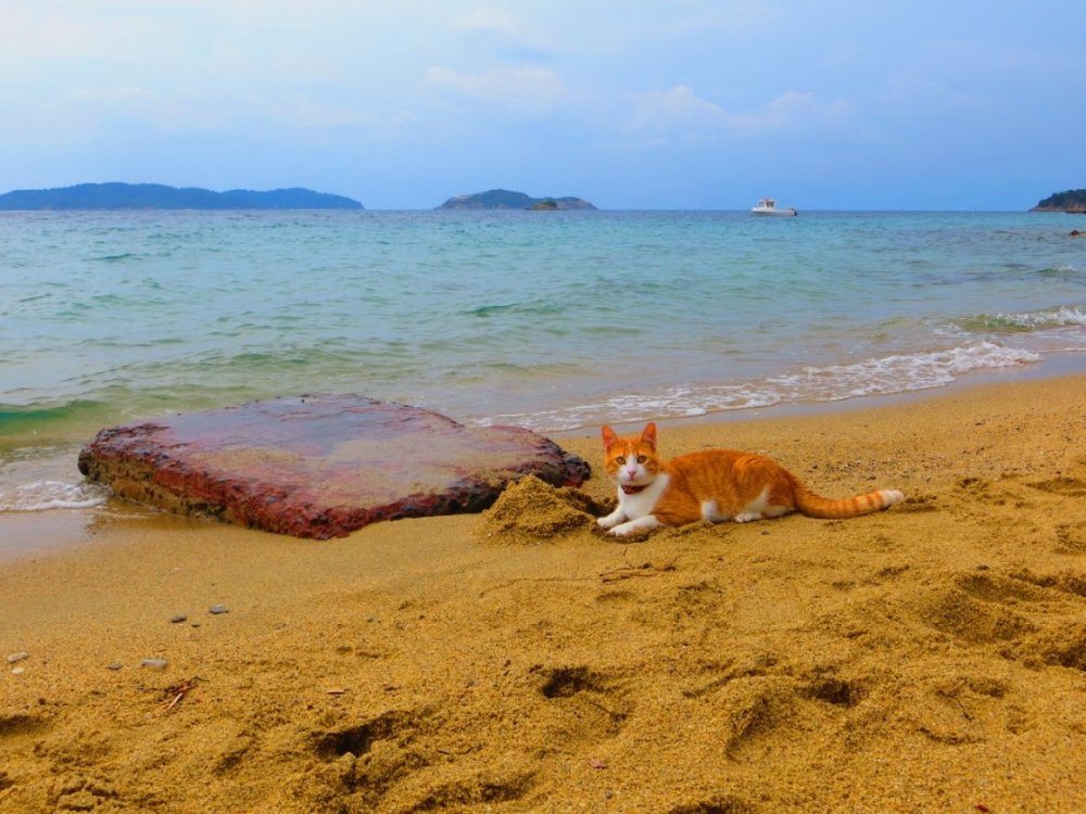 Рыжий кот на пляже