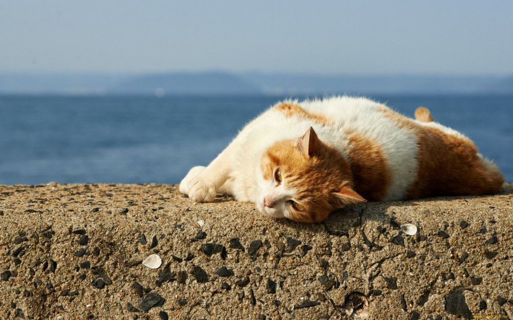 Рыжий кот на море