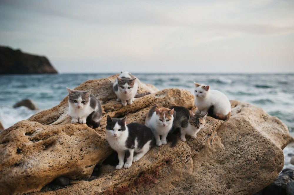 Кошка на берегу моря
