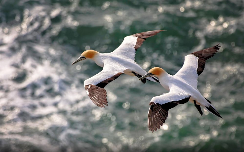Водоплавающие птицы Альбатрос