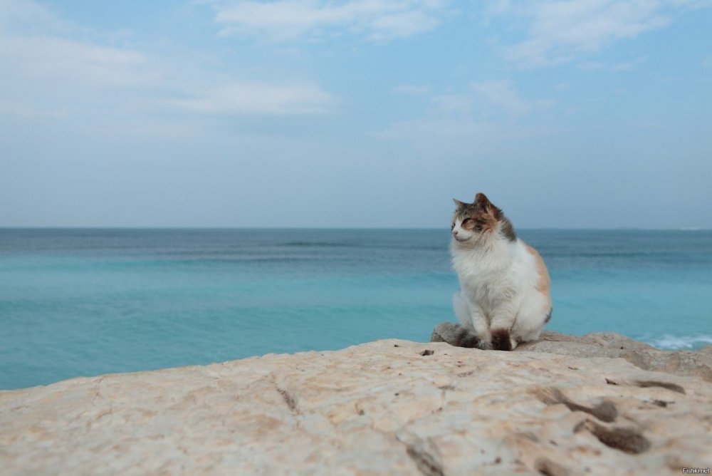 Котик на пляже