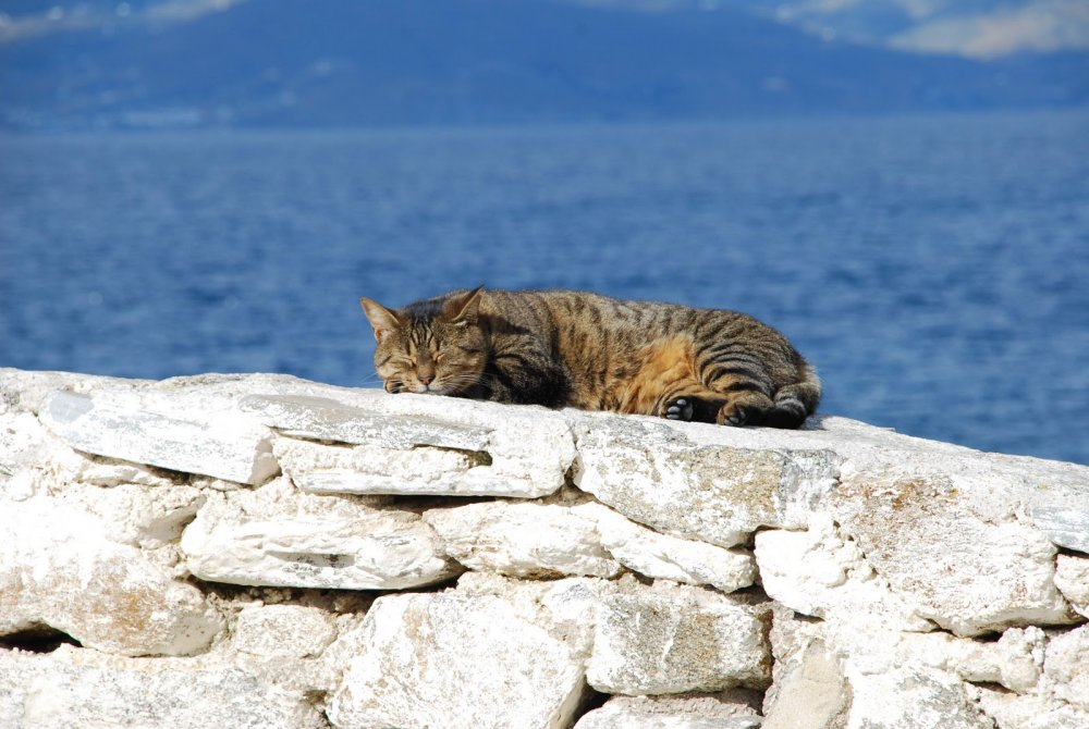 Кошка на берегу моря