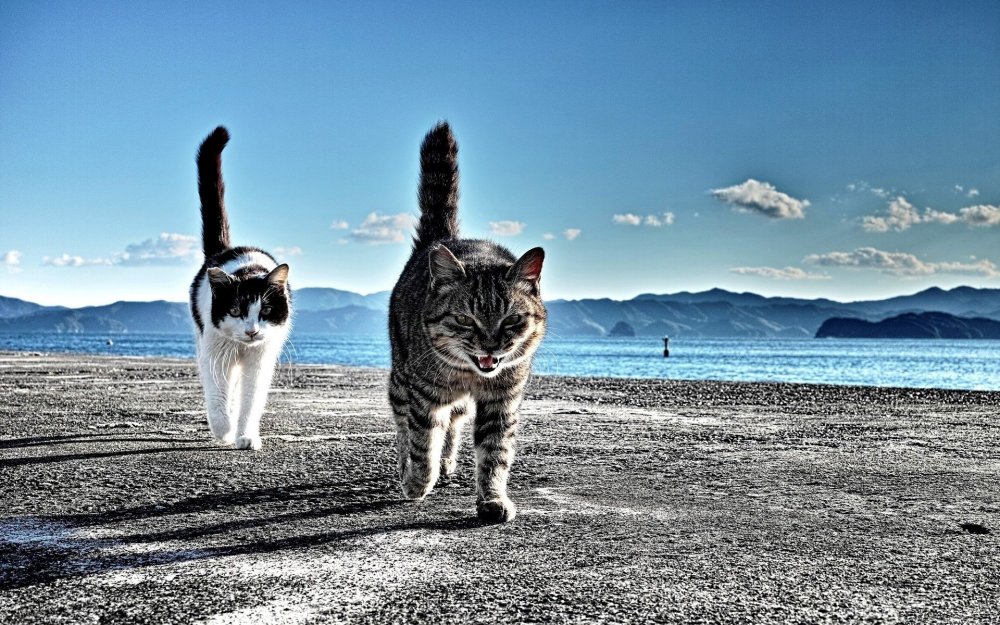 Коты на море
