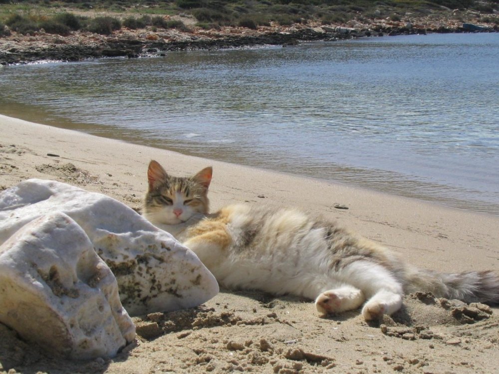Кот на берегу