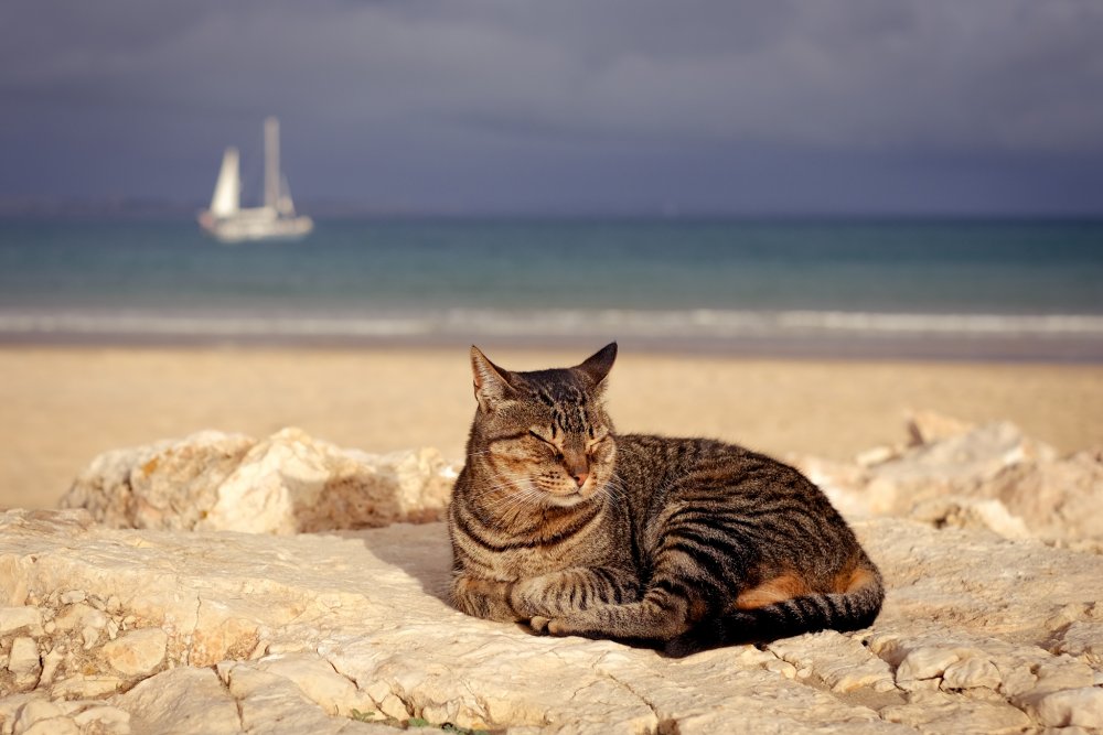 Красивый кот на море