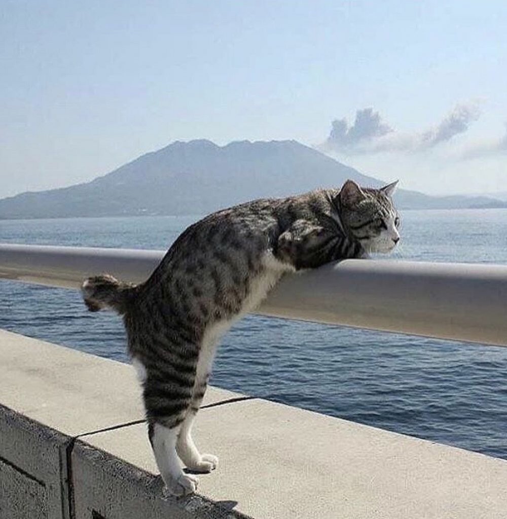 Кошка отдыхает на море
