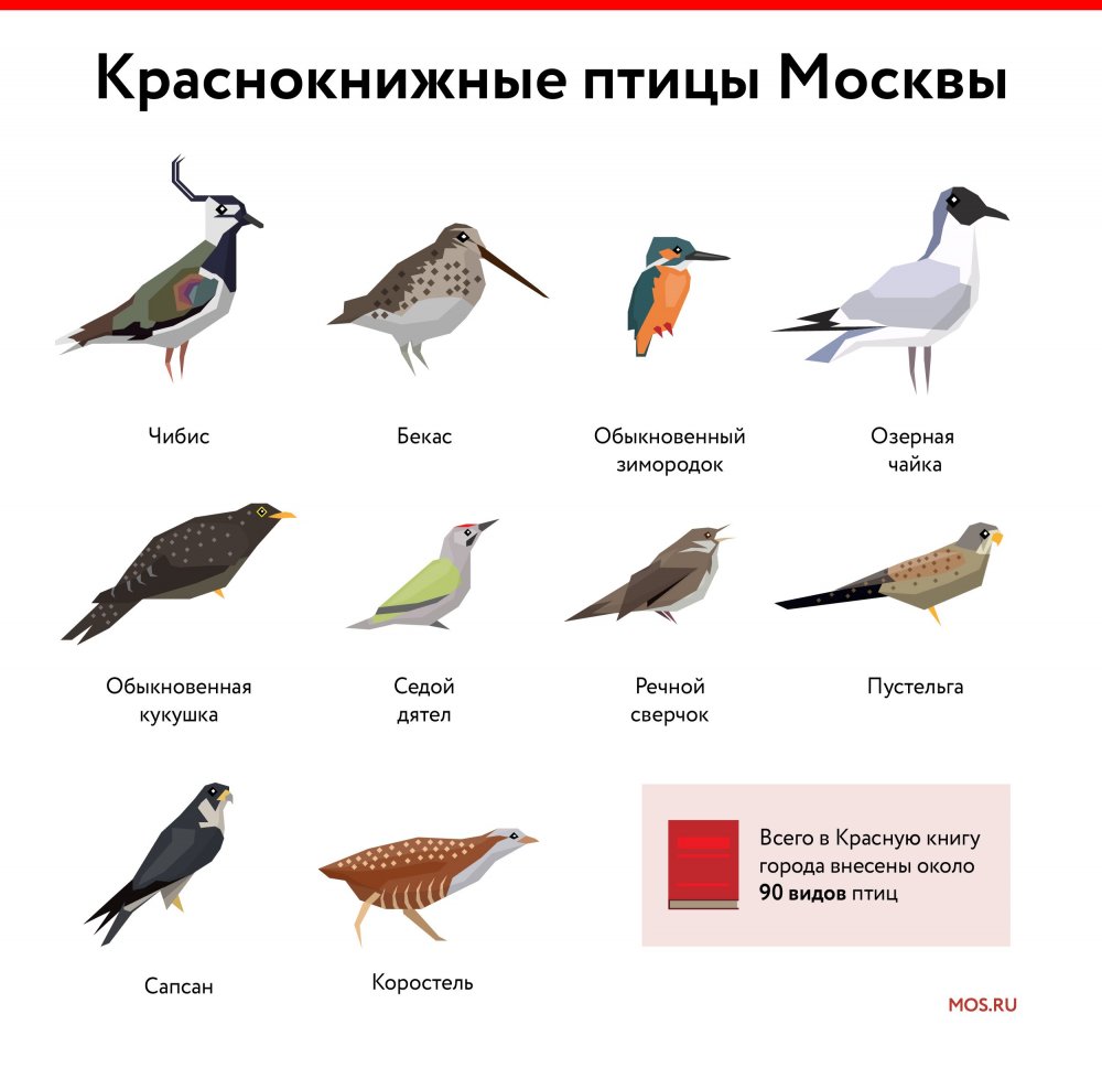 Московские птицы