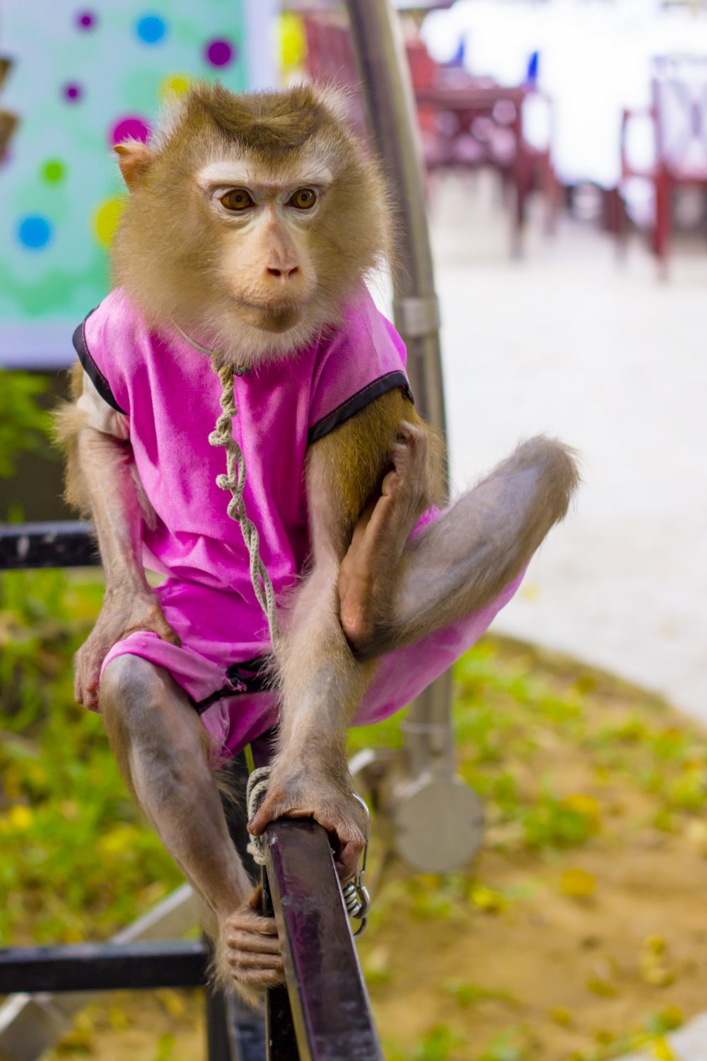 Модная обезьяна