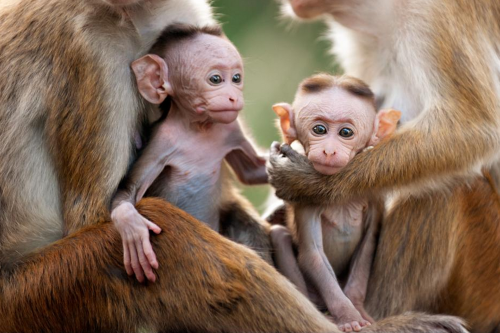 Семейка обезьян