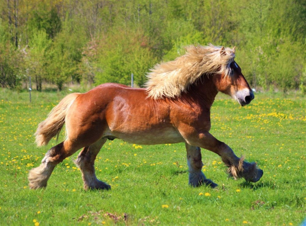 Лошадь тяжеловоз бельгийский Першерон