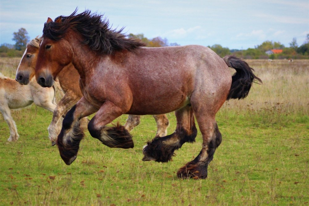 Бельгийский брабансон конь