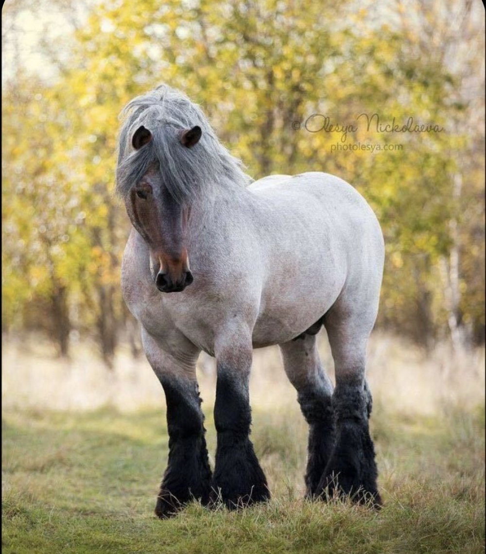 Лошадь тяжеловоз брабансон