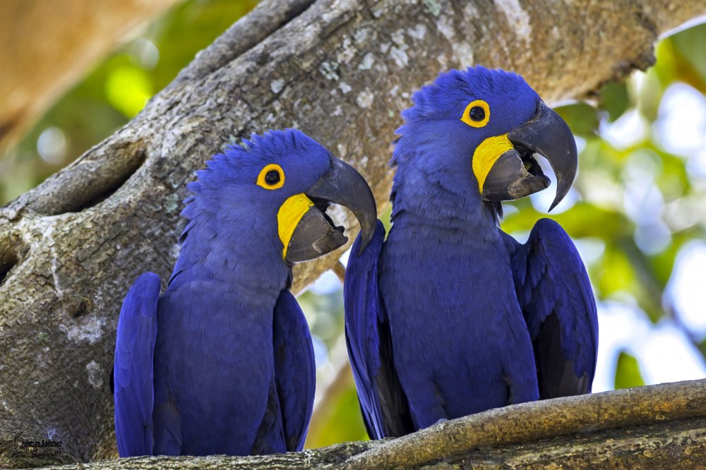 Серо-голубой гиацинтовый ара