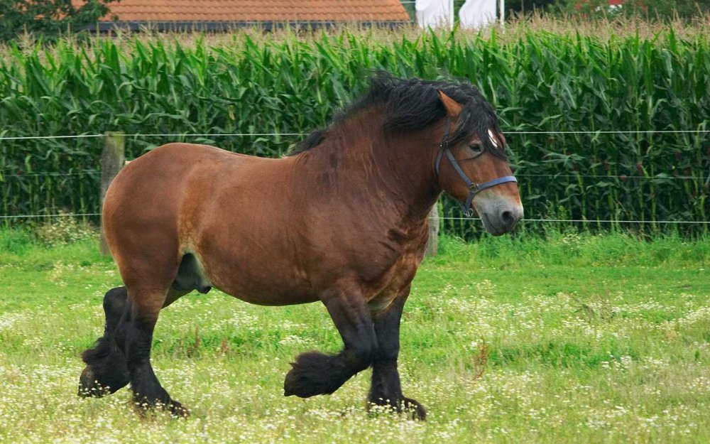 Бельгийский тяжеловоз брабансона лошадь