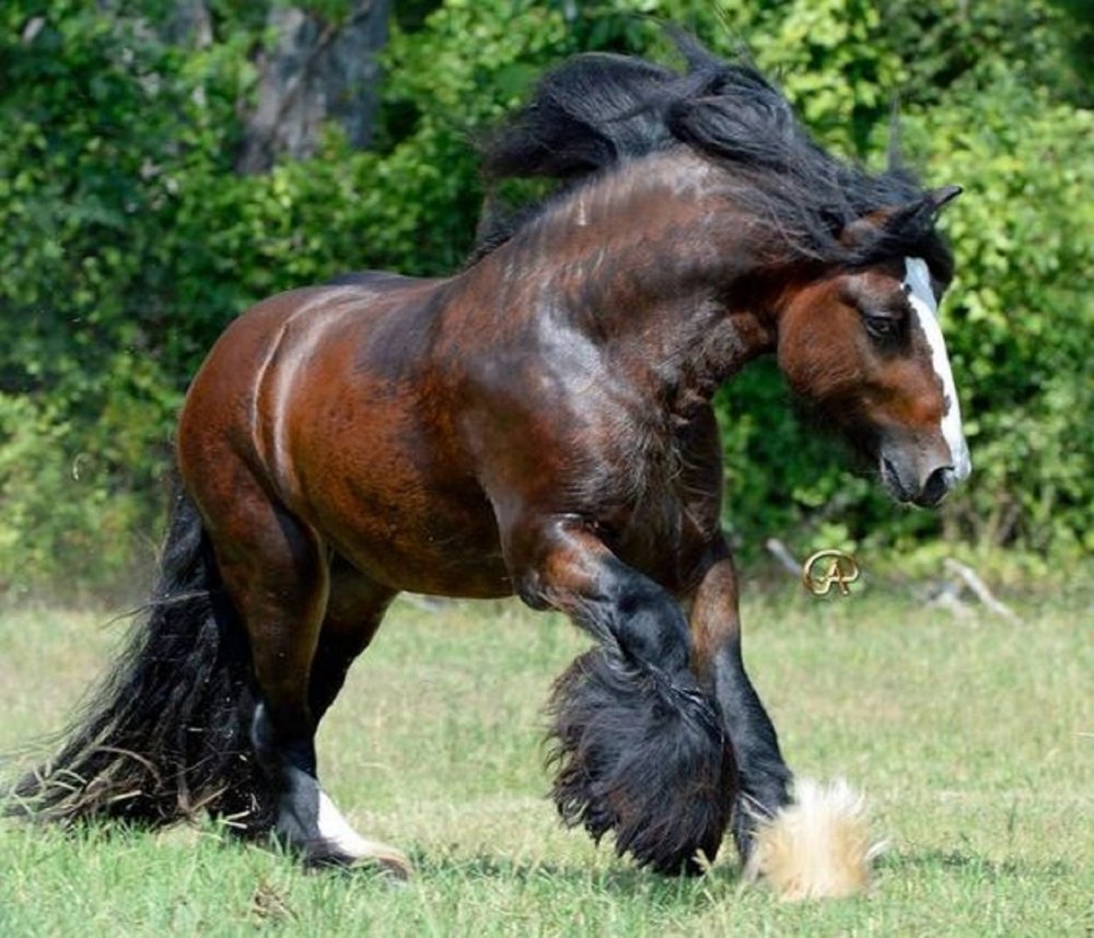 Лошадь тяжеловоз брабансон