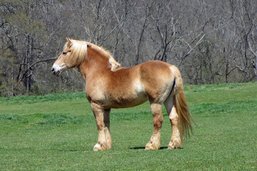 Бельгийский брабансон лошадь