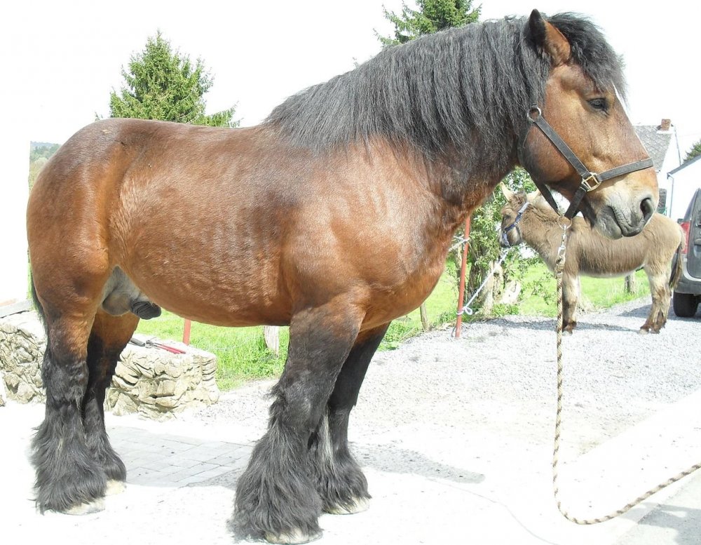 Голландская упряжная порода лошадей